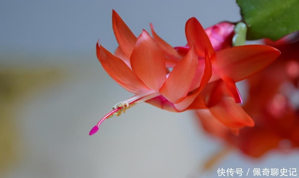 蟹爪兰开花后怎样修剪?做好这3步,二次开花很简单