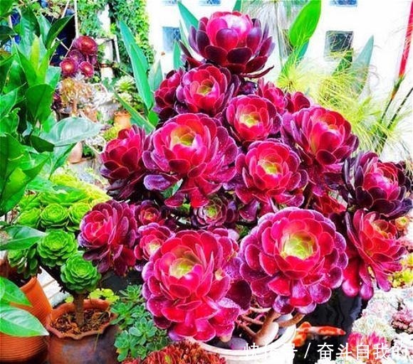 比“玫瑰”还漂亮，养成老桩就是一束手捧花，难怪有人养了几十盆！