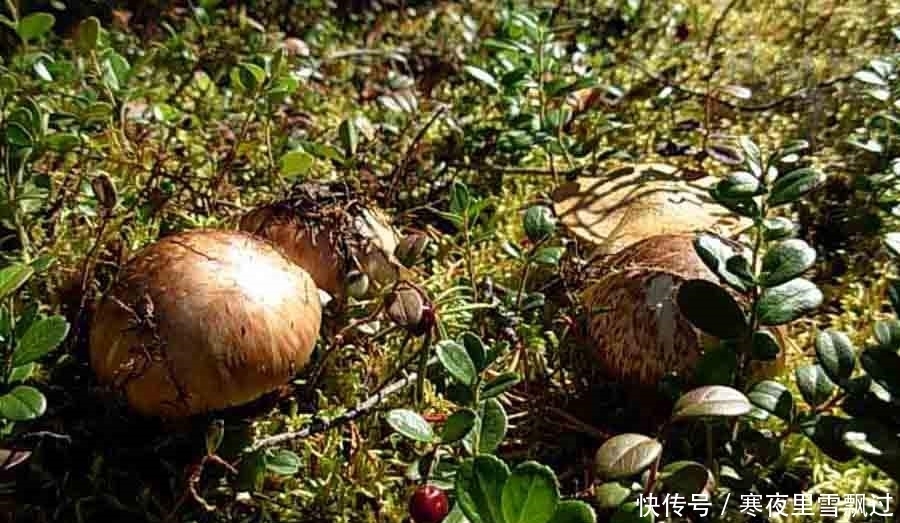 松茸越大|野生松茸比较难得,是上好的药用食材,营养价值非常高