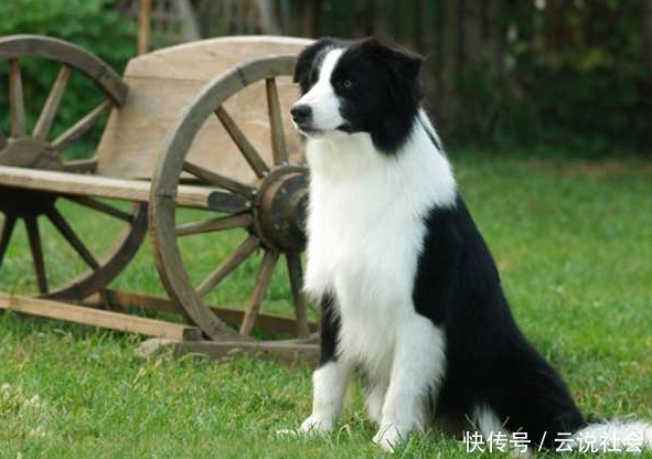 哈希娱乐- 哈希游戏平台- 哈希游戏官方网站买时因冲动 扔时图省心 兰州宠物弃养困境调查