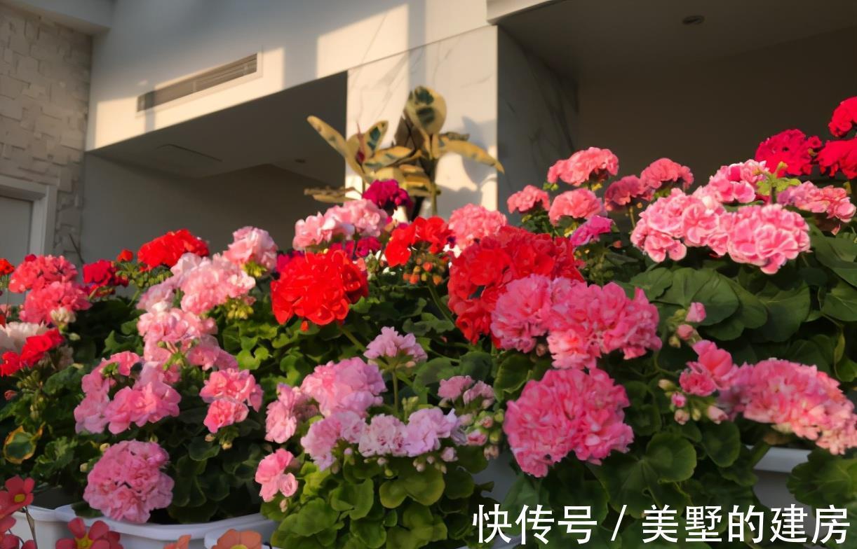 品种|懂花的人，钟爱4种花，开花容易爆，简单好打理