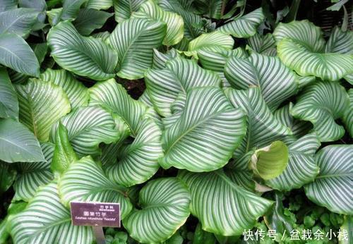 养花|6种耐阴花，最怕太阳晒，家里采光不好也能养，看看你养了几种？