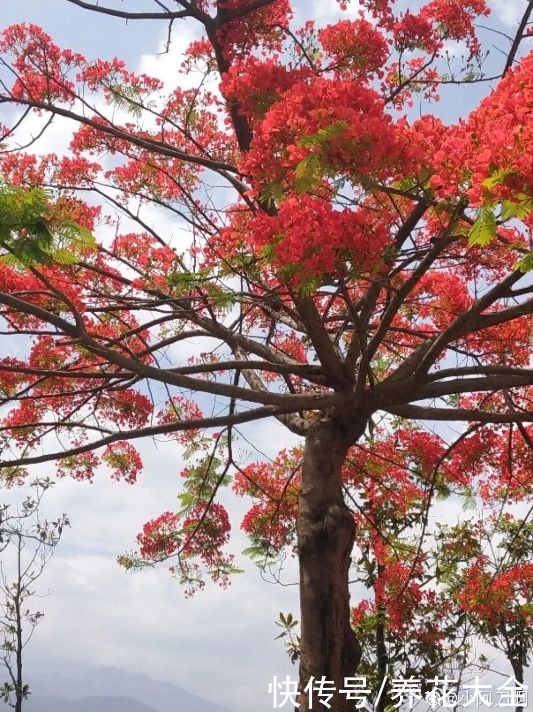 院子里种3种花，气质更高级，谁见都要夸