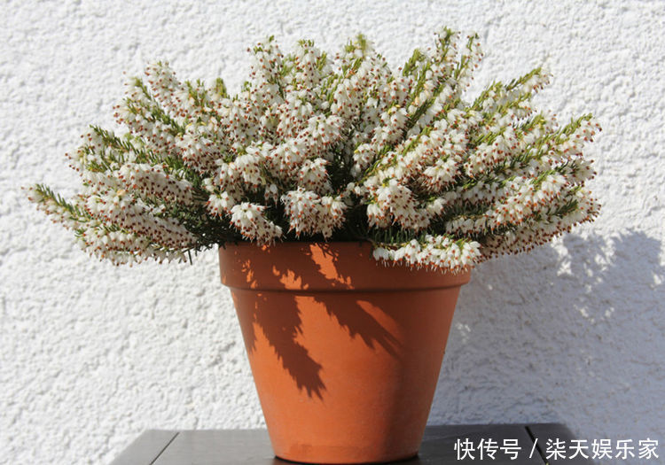 欧石楠|“精品玫瑰”自由精灵,温馨明亮,层叠梦幻,阳台养花必备!