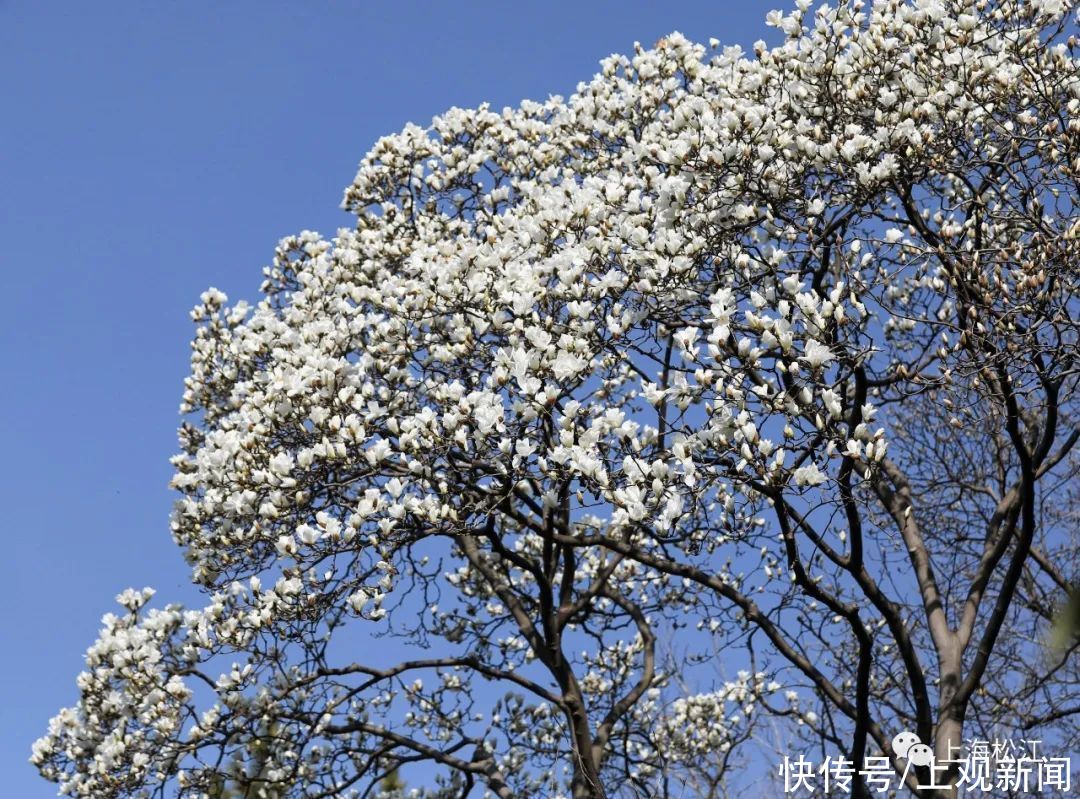 中年|松江今年首波玉兰花绽放，花期就10天，错过等一年