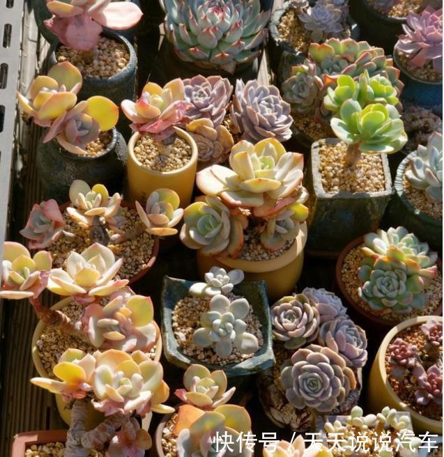 养多肉白凤,做好几件事,几个环节,哪个都不能少