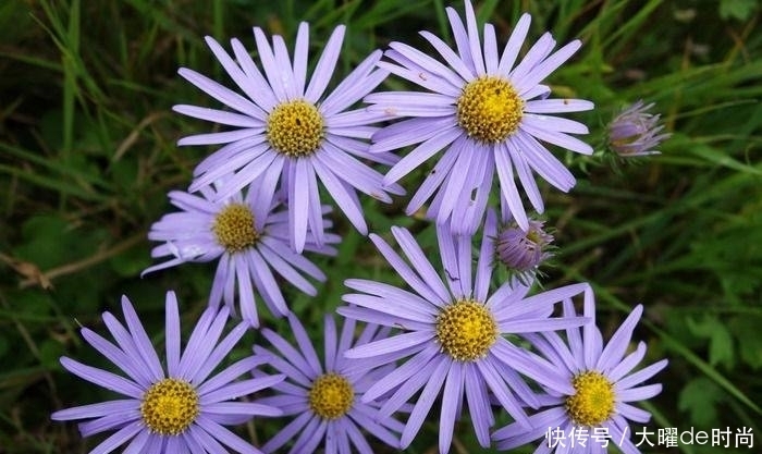 好处|提个醒:见到此野花,一定要拔回家,好处不请自来,作用非常大