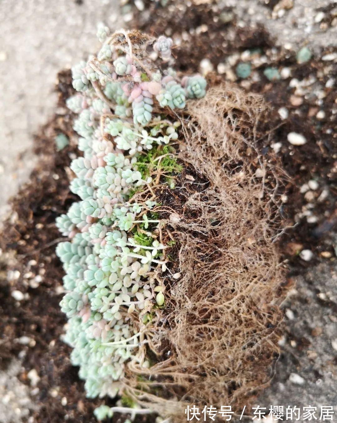 换盆时机到了,有这花赶紧换,换完立马疯长!
