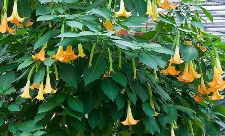 客厅养这些“幸运花”,寓意好易打理,开花繁盛惹人爱,赞