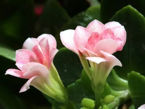 鸭掌木|这4种花，剪个枝插水里，10天就生根，特别好养活！