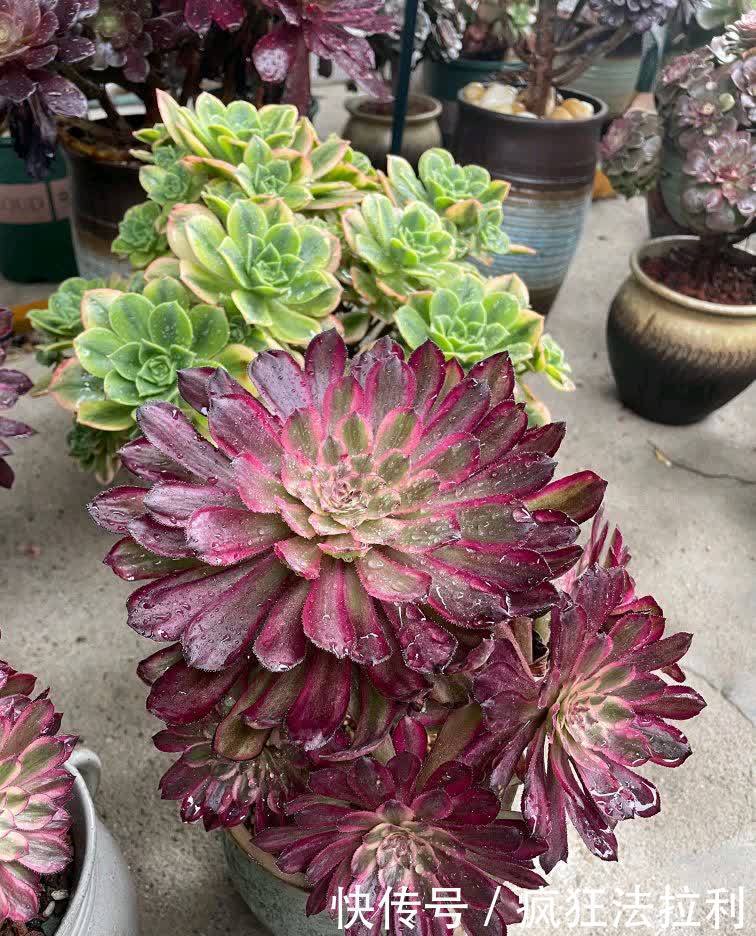 养好多肉法师,记住这2招,长成漂亮茁壮的“手捧花”