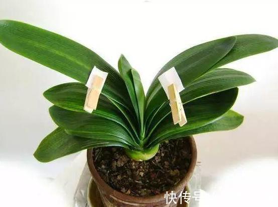 蟹爪兰不开花就关“小黑屋”，而君子兰不开花却得做好这些！