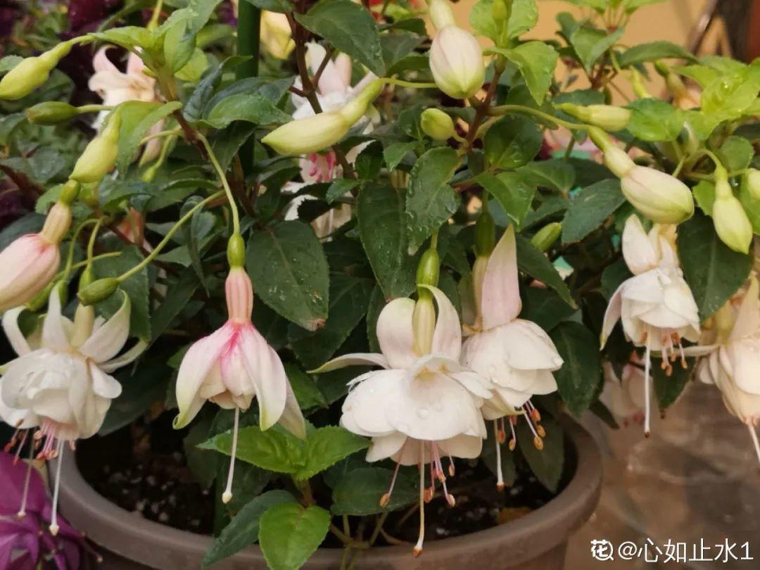 浇水|10种花要控水,天热反而不能浇,一浇水就死