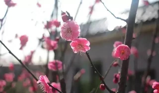 老年|梅花开了！悄悄告诉你宁乡绝佳赏梅圣地