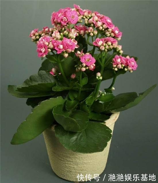 金边吊兰|11种“吉祥花”,“穷养”才养得好,用小盆少浇水,反而旺得很