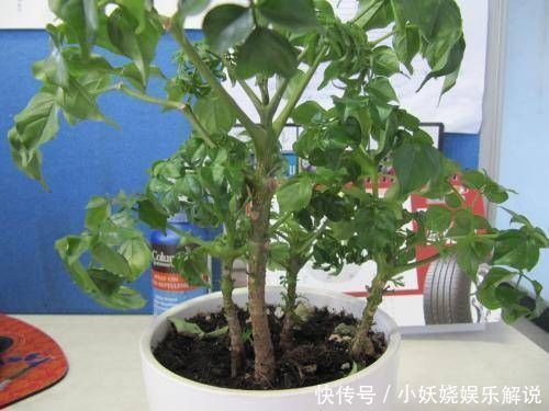 这4种“吉祥花”寓意富贵，养了就是赚了，家里人都受益