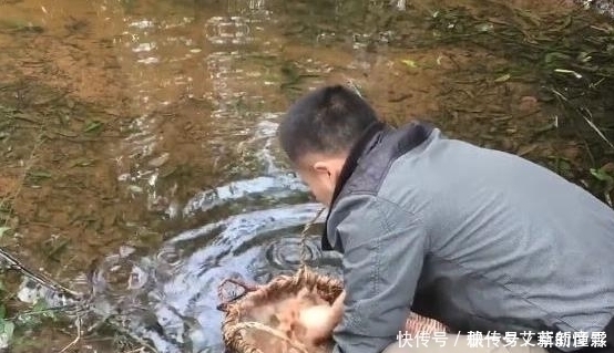 小伙子|有种野菜生长在田坎上，挖回家凉拌生吃，比肉还香，吃过没？