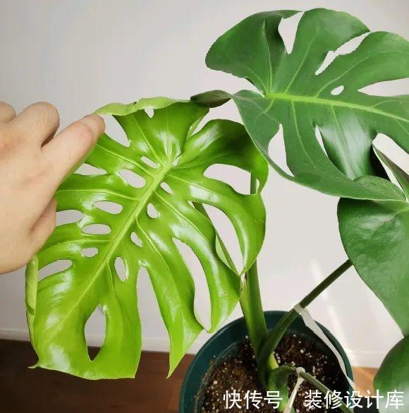 花友|7种花，现在要砍头，冲天炮变成爆炸头