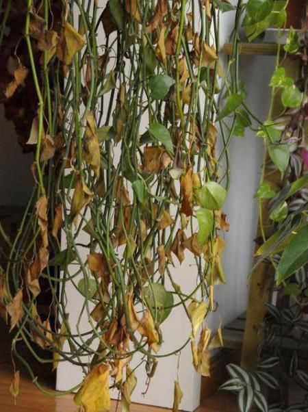 你还把绿萝摆放在家里这两个地方吗?难怪养不活,赶快换地方!