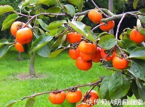 柿子|它是痔疮的“特效药”，每天吃一点，清热解毒，消除痔疮难复发