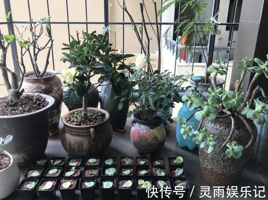 天气渐热，盆栽多肉这3地方该小心了，不然度夏难、化水易