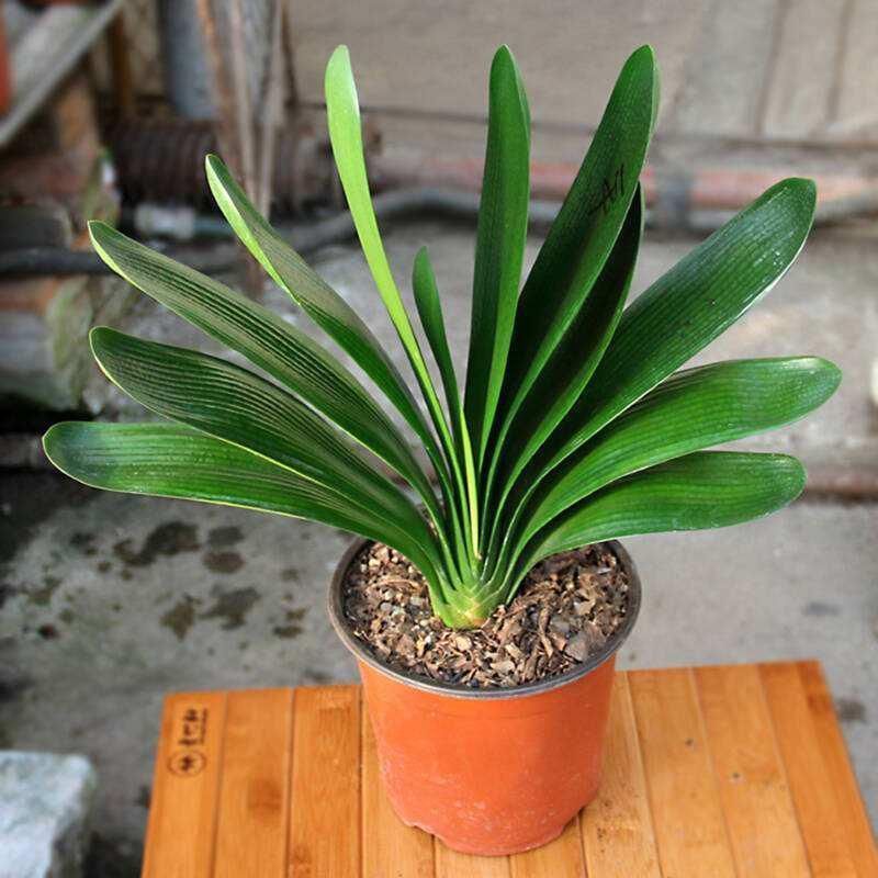 君子兰|非常适合君子兰的介质,可以让君子兰生长旺盛开花多