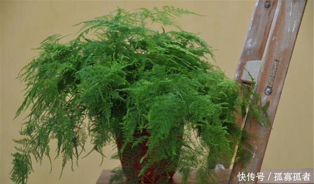 客厅2种花，别养成“巨无霸”，我家的已经处理了！