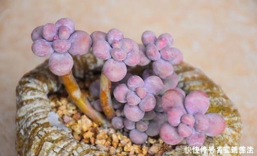 花友会|一位花友控养了3年的桃蛋,看看美不美,做好这几点你养桃蛋也美!