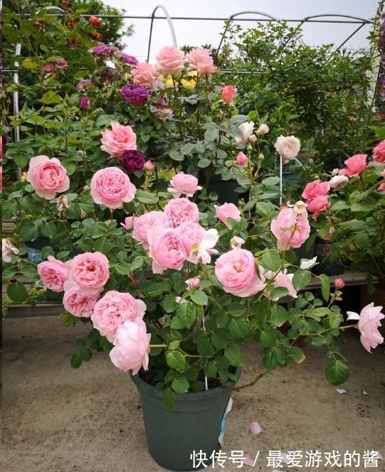 5种漂亮花，冬天爱睡觉，少水缺粮多晒晒才能长得好