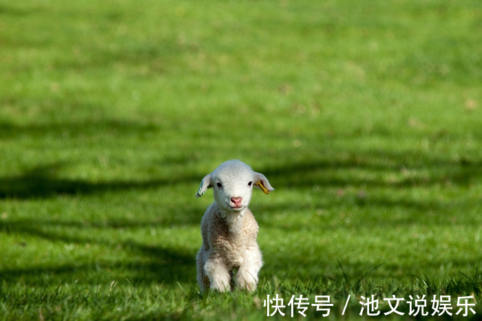 属羊人|不论男女，生于阴历这几月的属羊人，一生运势最好