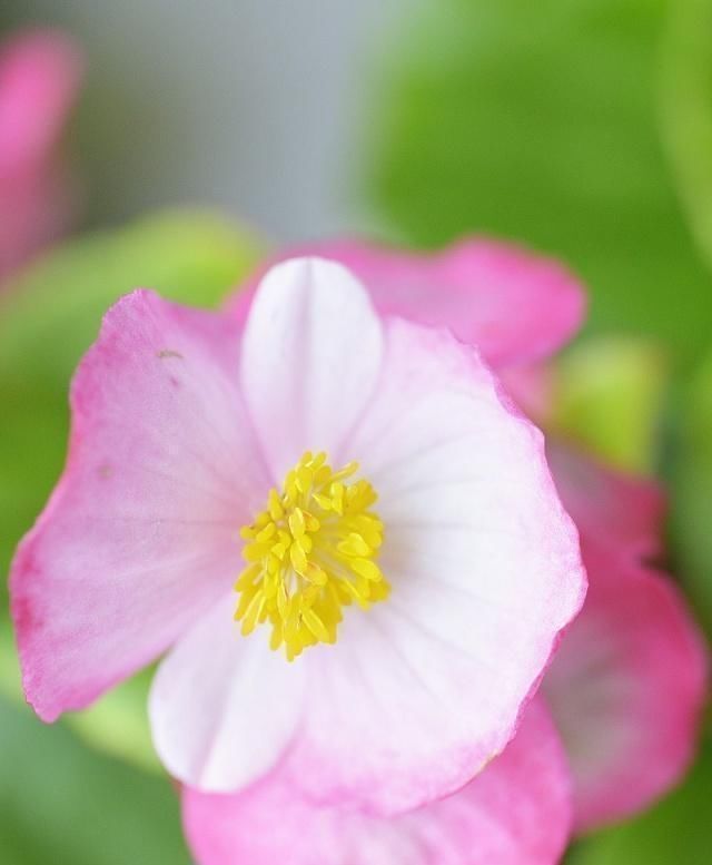 植物|这五种“花卉”都是懒人花,每月浇水一次,不会烂根,远离黄叶