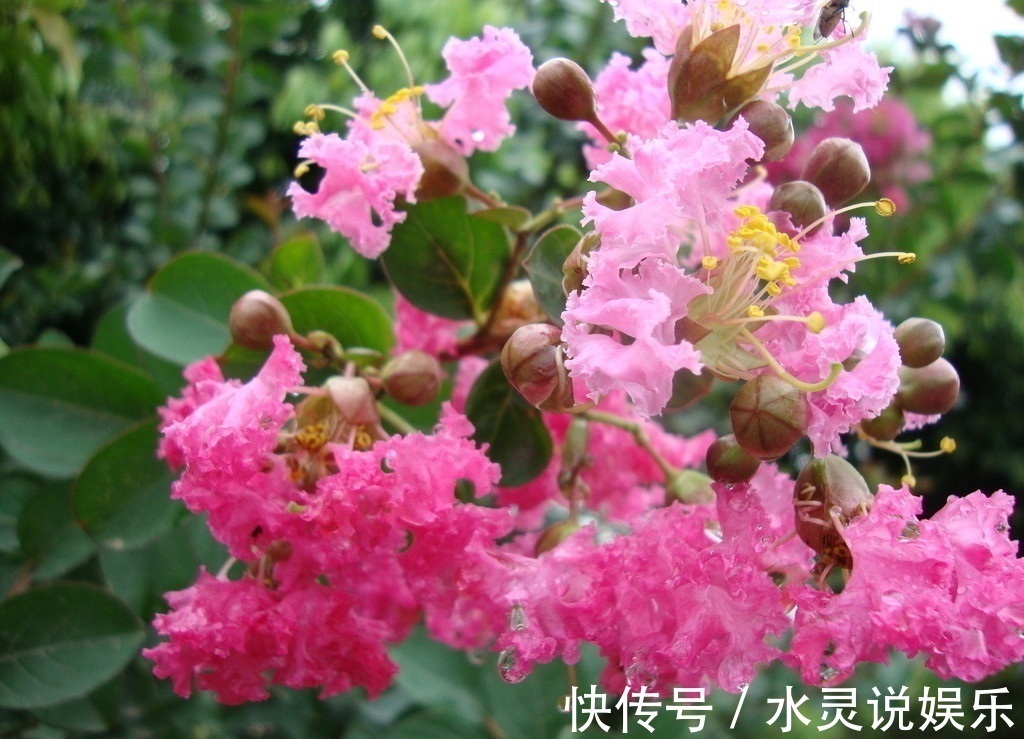 此花所展现的是女性的美,它所代表的是沉迷的爱,是很有趣的植物