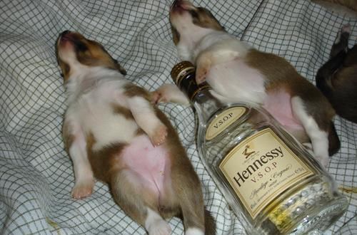 夏季蔬菜黃瓜特別受歡迎，黃瓜的7大功效你要了解，建議收藏