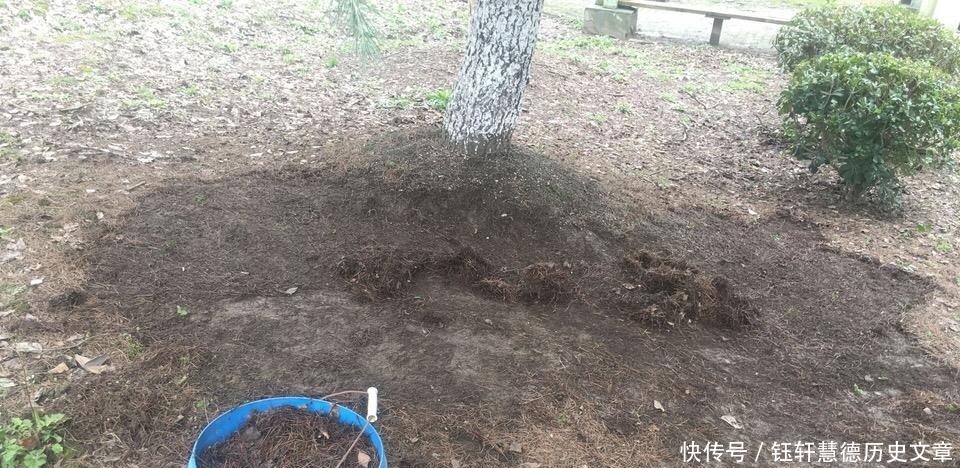 泥土|户外挖“2种土”养花,君子兰长得像“大白菜”,茉莉花“爆盆”