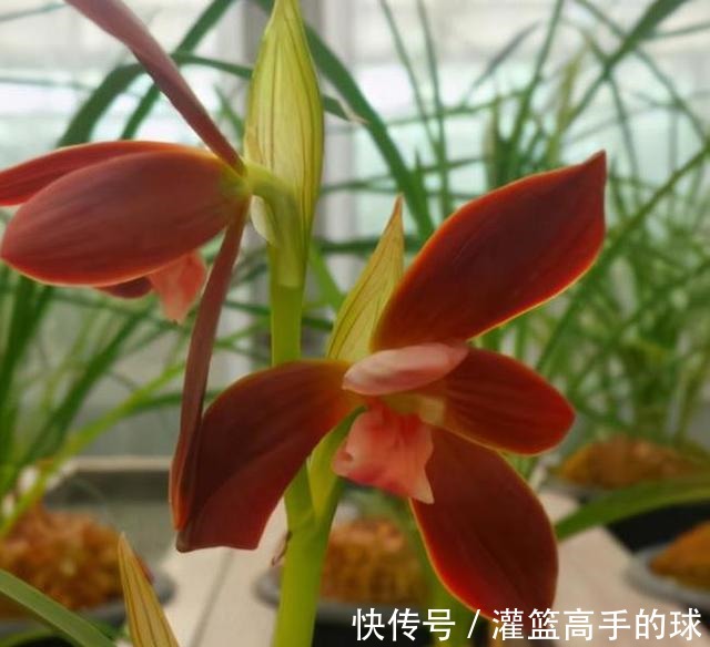 云南下山的这棵不起眼的兰草，后来成了“红素之首”，一起来看看！