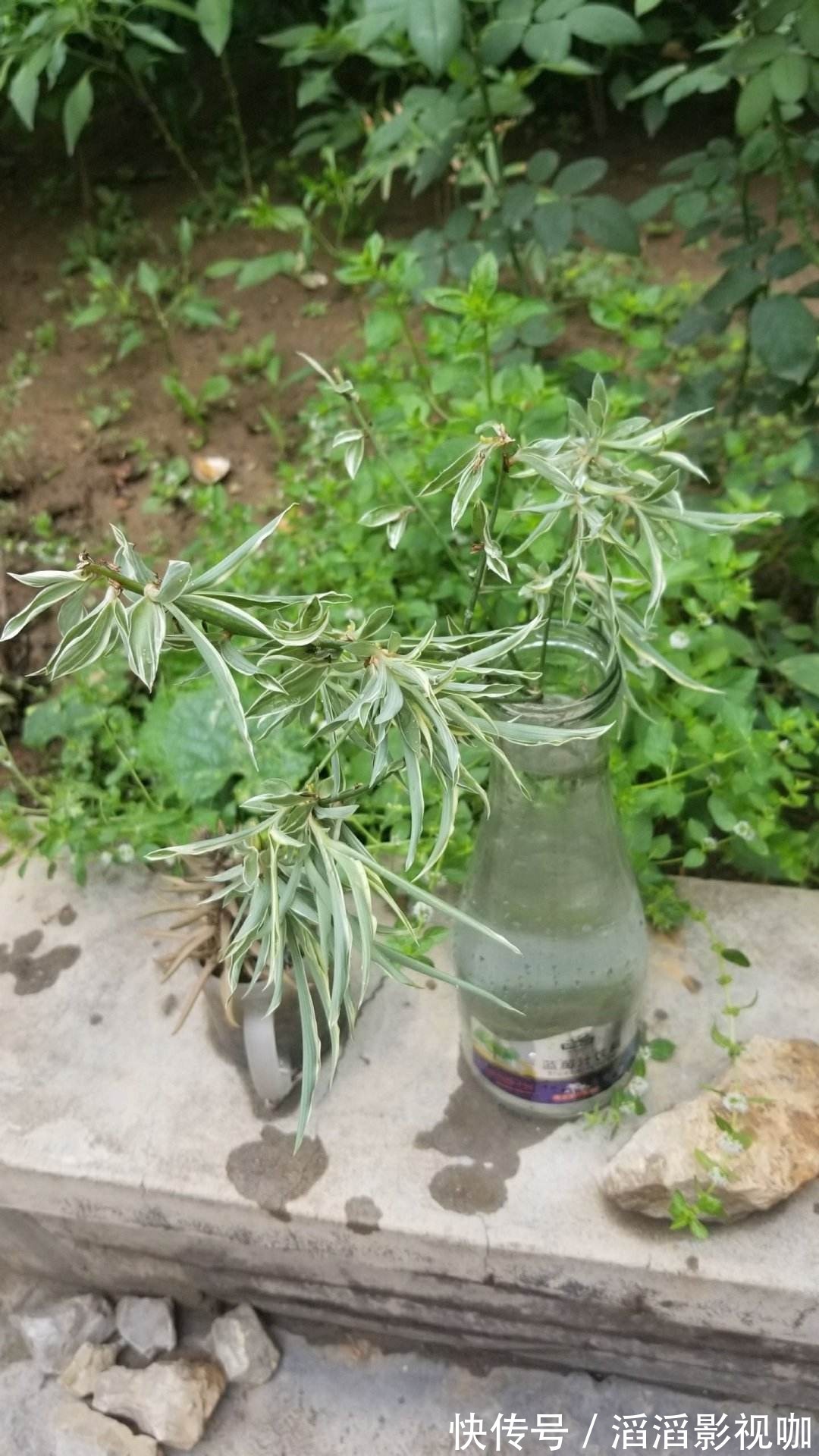 养花一定要会养根,根系长得壮,植物才有精神