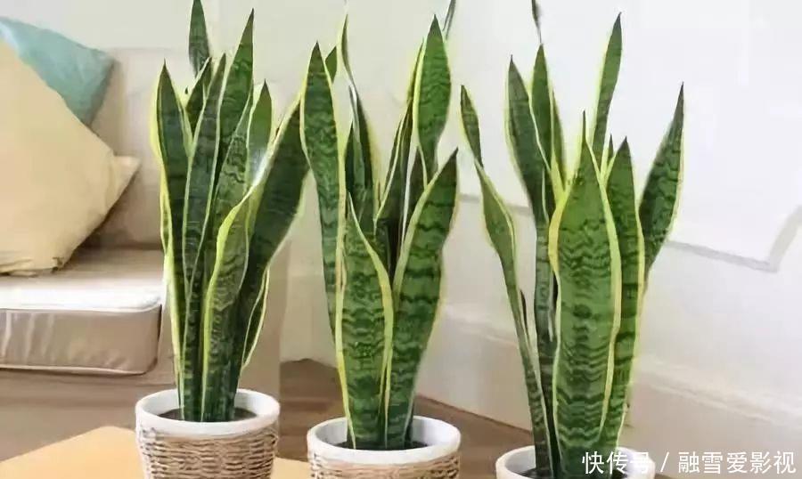 甲醛|家里养这12种“吸毒”绿植,净化空气,老人小孩少生病