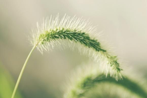 农村常见的狗尾巴草,拿来泡水喝竟有这么多功效,后悔才知道