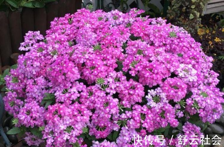 爆盆|此款花卉,花艳易爆盆,养上一盆四季欣赏,好养活还不贵