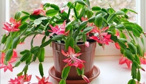 冬天开的花有哪些?6种花冬天开,养在家里漂亮又喜庆