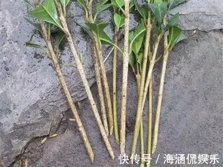 草本植物|春末夏初特适合植物扦插繁殖,剪下来的枝条快速生根的方法