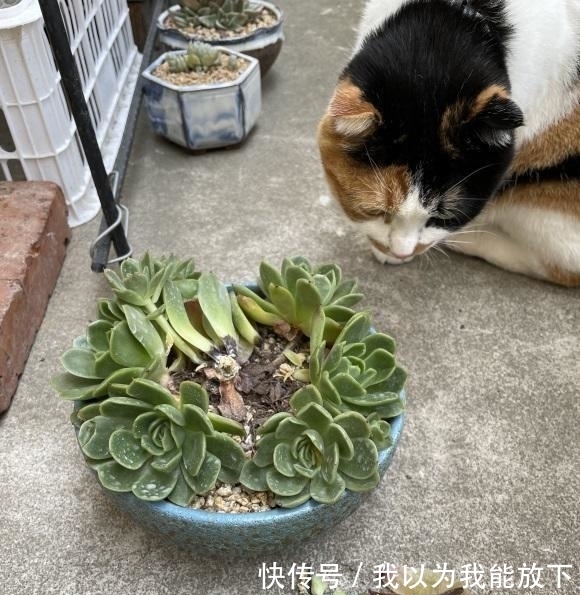浇水|夏天养多肉,必做这3点,否则就黑腐!原来露养多肉也有缺点