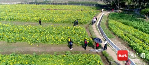 中年|文昌潭牛花海人气旺 吸引众多市民游客前来踏春