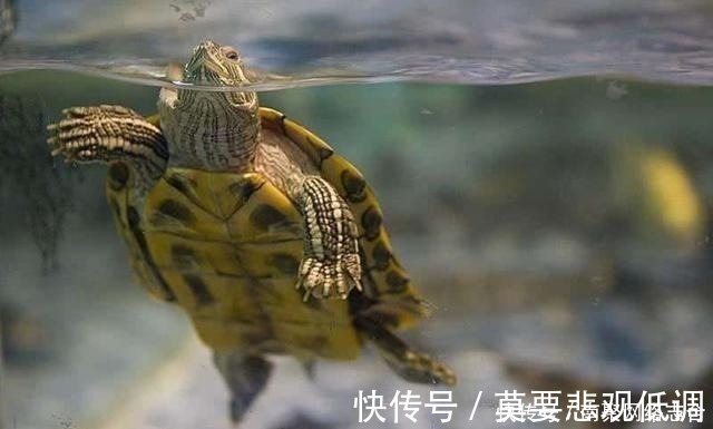 乌龟&古人挖井时,为何会先在井底放只乌龟?并非迷信而是出于科学考虑