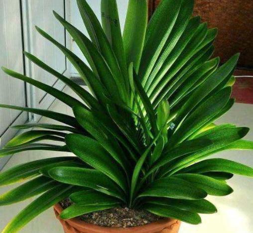 叶子|养殖君子兰该如何补充养分3种东西,让它嗖嗖地开花、疯长