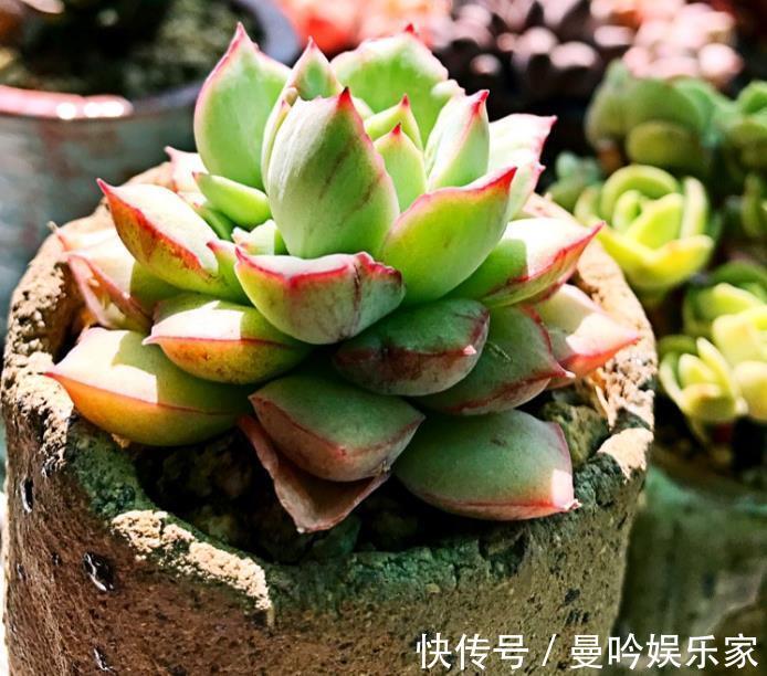 浇水|家里的多肉植物越养越瘦这样浇水,储藏水分,叶片肥厚多汁