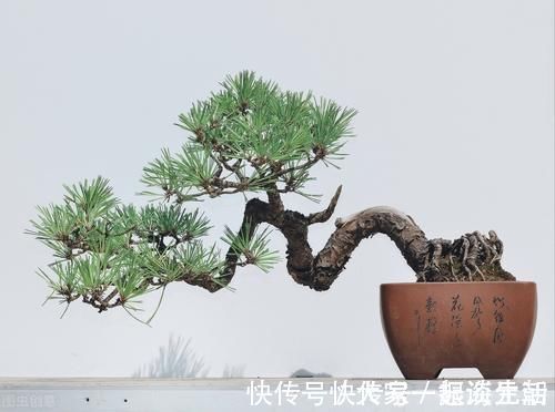 松柏|松柏盆景是盆景界的长寿树，教你日常养护的要求和技巧，长势旺盛