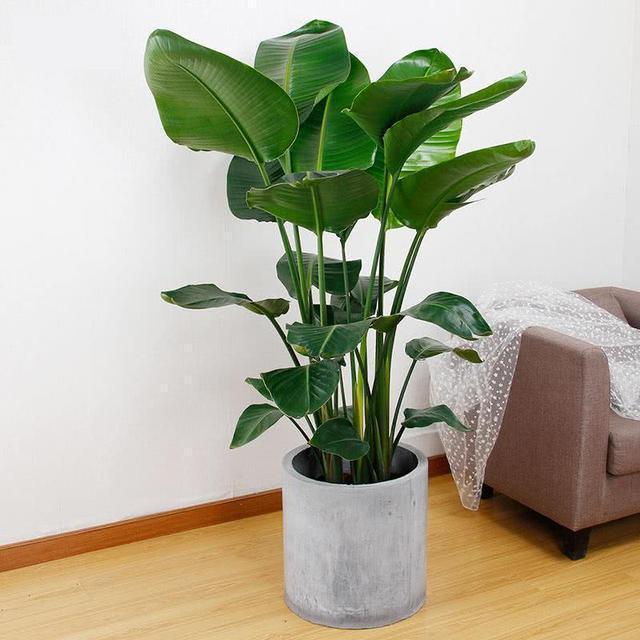 五种盆栽,自带高贵气质,在家摆一盆,格调高,人人夸你眼光好