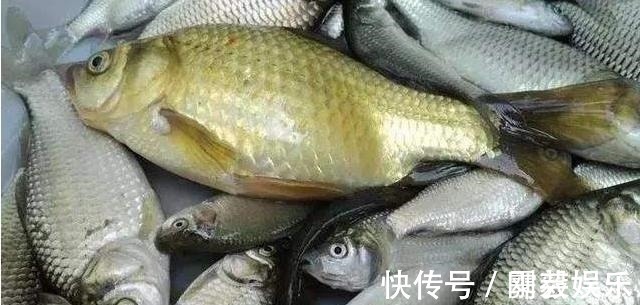 养鱼大爷说漏嘴：这4种鱼毒素堆积太多，买来浪费钱，吃了伤身体