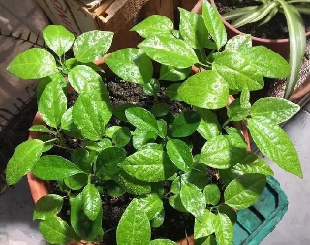 水果|有1种“水果”,剪根枝条插土里,15天生根,结出果子“吃不完”